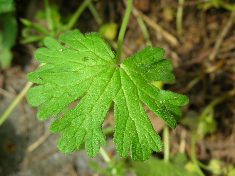 Geranium pusillum / Geranio minore